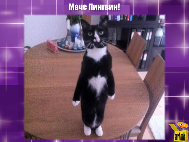 Маче пингвин!